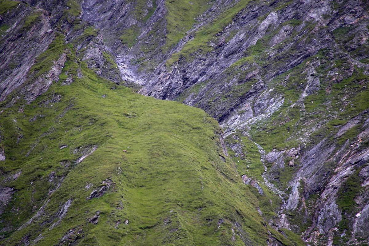 Enjoy-osttirol: Wildtierbeobachtung