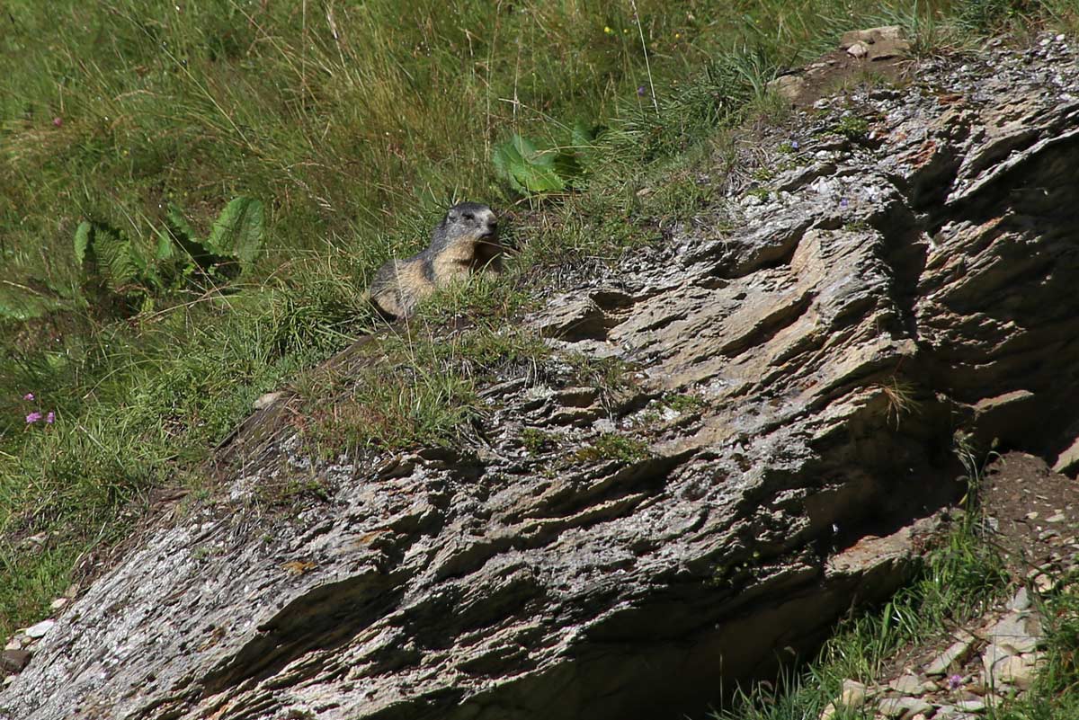 Enjoy-osttirol: Wildtierbeobachtung