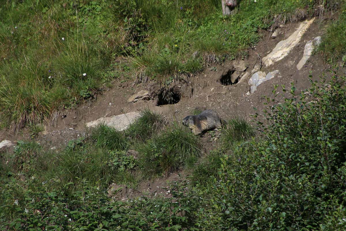 Enjoy-osttirol: Wildtierbeobachtung