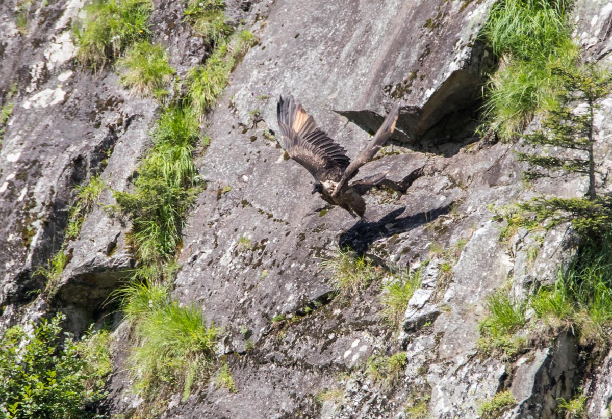 Enjoy-osttirol: Bartgeier