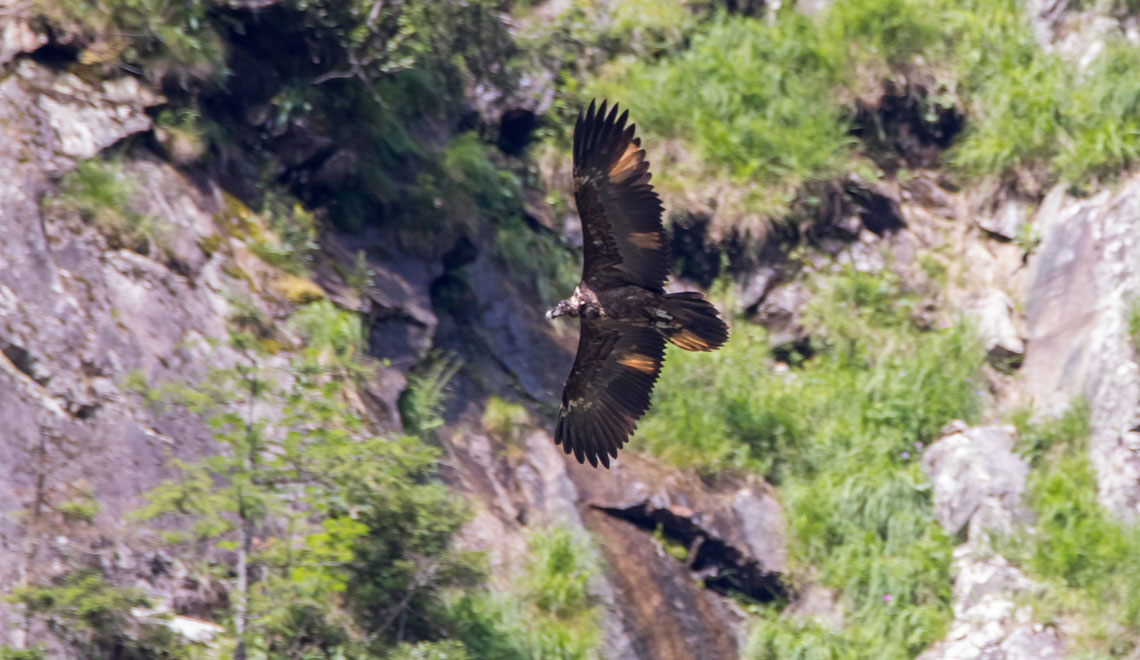 Enjoy-osttirol: Bartgeier