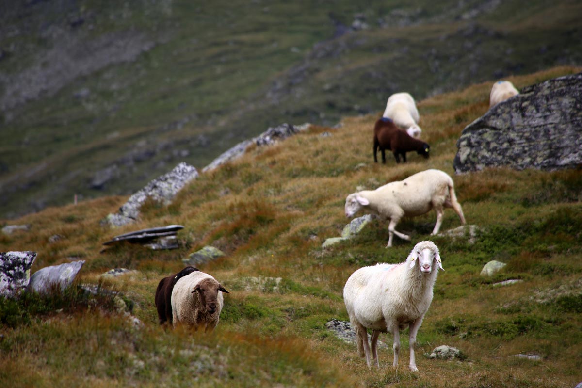 enjoy-osttirol: Dorfertal