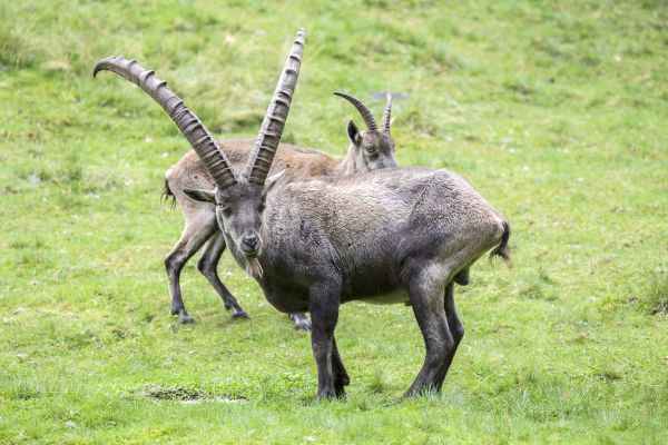 Erlebniswelt Assling in Osttirol tierische Attraktionen, Fun, und