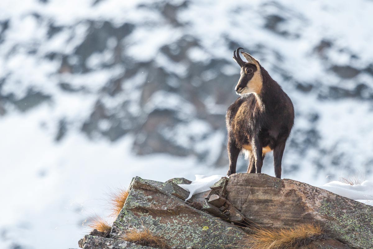 enjoy-osttirol: Wildtiere im Winter, Gams